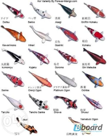 Карпы кои цена, аквариум, рыбки пруд, малек карп кои, карп кои оптом, ферма карп кои, зоомагазин- фото № 7