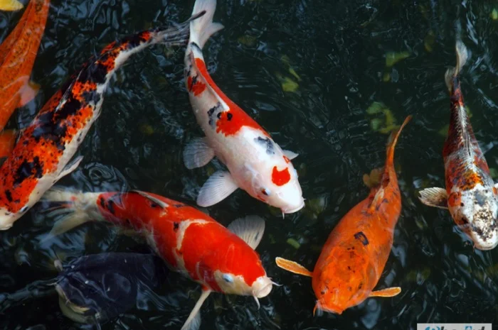 Карпы кои цена, аквариум, рыбки пруд, малек карп кои, карп кои оптом, ферма карп кои, зоомагазин- фото № 6