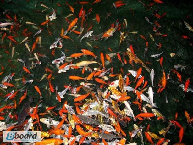 Карпы кои цена, аквариум, рыбки пруд, малек карп кои, карп кои оптом, ферма карп кои, зоомагазин- фото № 3