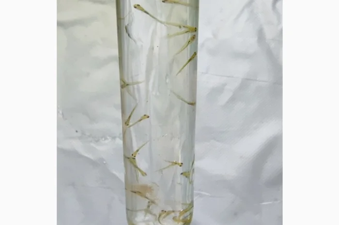 Личинка коропа, білого амура, білого товстолоба та гібрида б.т. в сторону білого- фото № 2