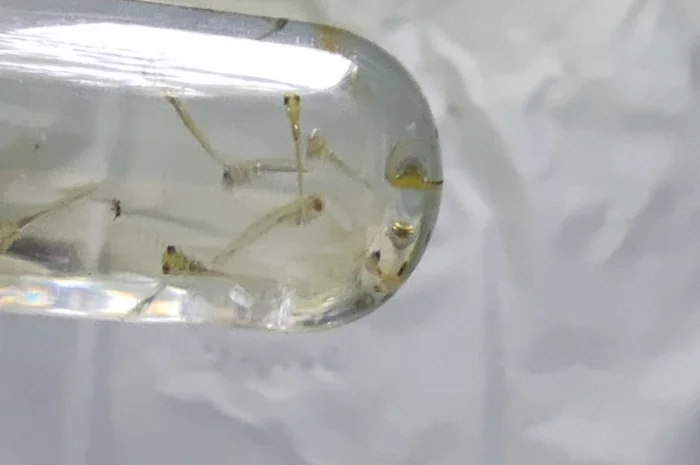 Личинка коропа, білого амура, білого товстолоба та гібрида б.т. в сторону білого- фото № 3