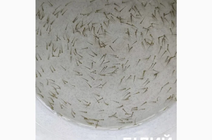 Личинка коропа, білого амура, білого товстолоба та гібрида б.т. в сторону білого- фото № 4