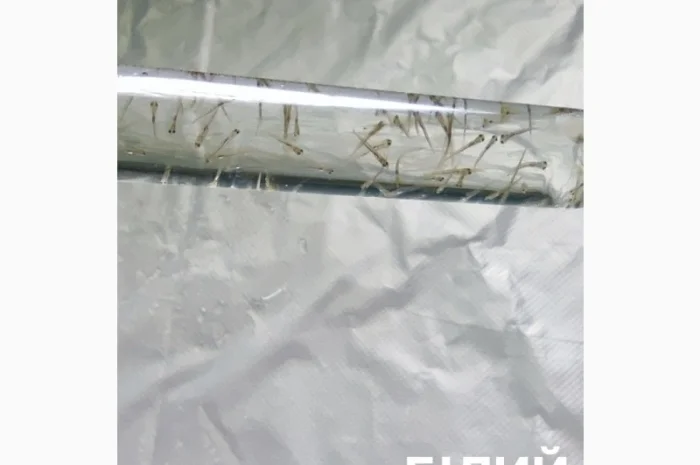 Личинка коропа, білого амура, білого товстолоба та гібрида б.т. в сторону білого- фото № 6