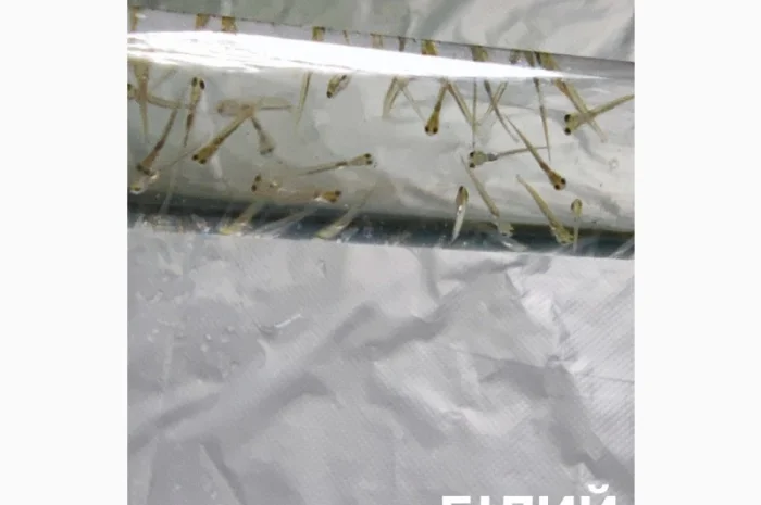 Личинка коропа, білого амура, білого товстолоба та гібрида б.т. в сторону білого- фото № 7