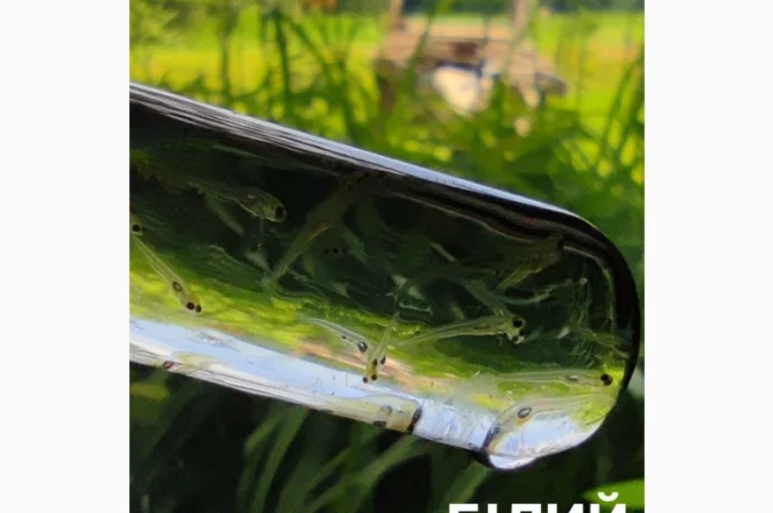 Личинка коропа, білого амура, білого товстолоба та гібрида б.т. в сторону білого- фото № 8