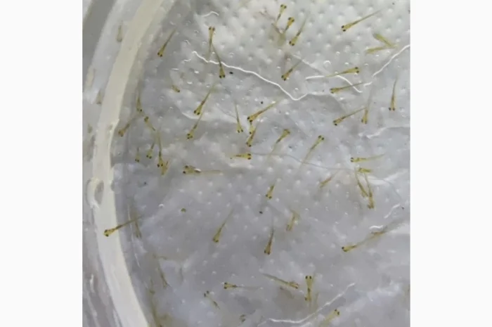 Личинка амура, білого товстолоба та гібрида Б.Т. в сторону білого- фото № 2