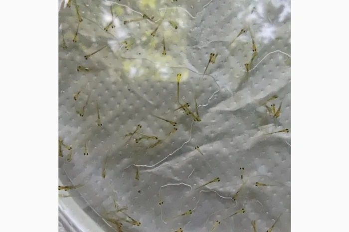 Личинка амура, білого товстолоба та гібрида Б.Т. в сторону білого- фото № 3