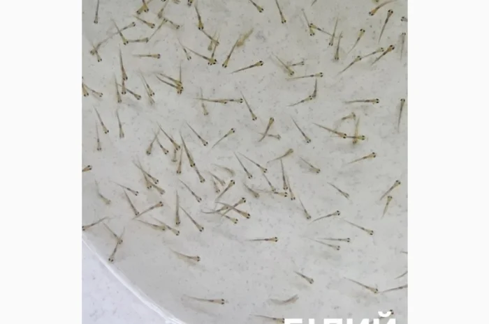 Личинка амура, білого товстолоба та гібрида Б.Т. в сторону білого- фото № 5