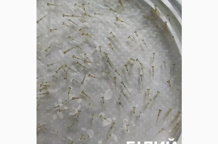 Личинка амура, білого товстолоба та гібрида Б.Т. в сторону білого- фото № 7