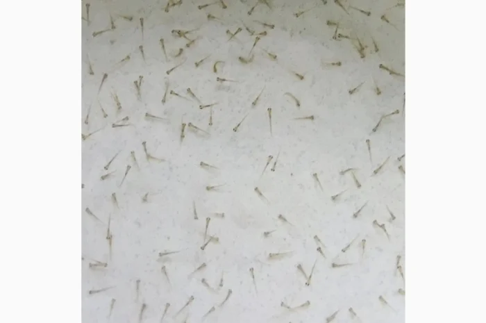 Личинка амура, білого товстолоба та гібрида Б.Т. в сторону білого- фото № 1