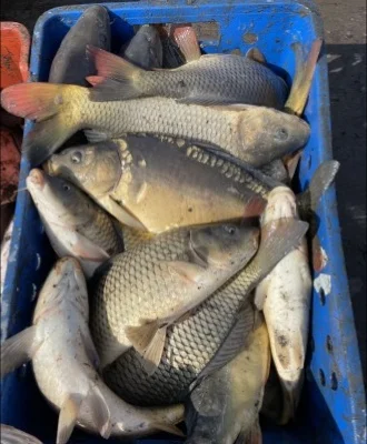 В продажі риба мальок і для спортивної риболовлі- фото № 1