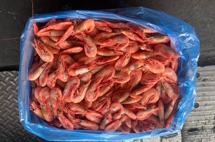 Продам креветку 90-120 Канада- фото № 1