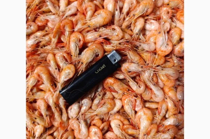 Продам черноморскую креветку- фото № 4