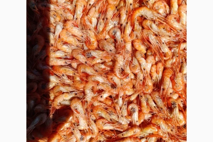 Продам черноморскую креветку- фото № 5