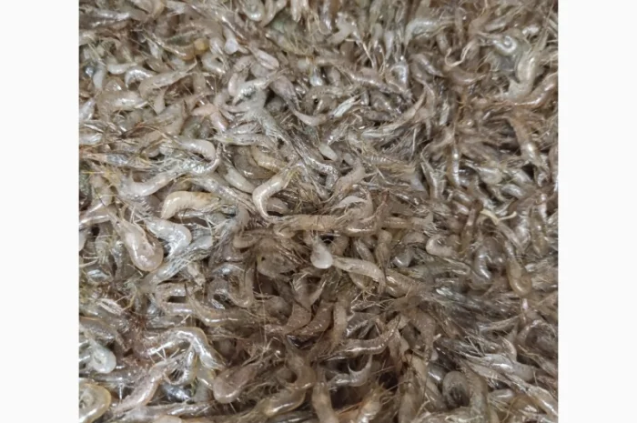 Продам креветки- фото № 1