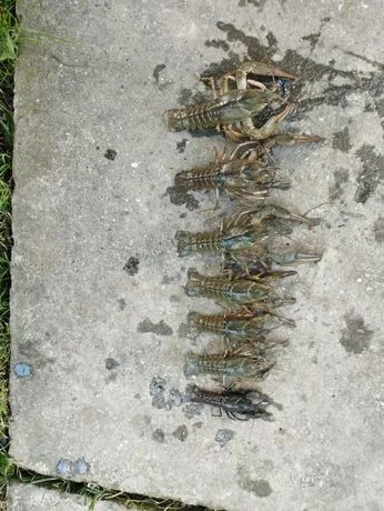 Раки живі та варені за домовленістю- фото № 3