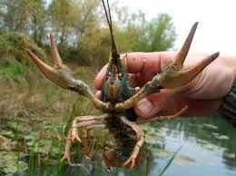 Пропонуємо раки свіжі живі та варені під замовлення- фото № 1