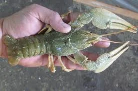 Пропонуємо раки свіжі живі та варені під замовлення- фото № 3