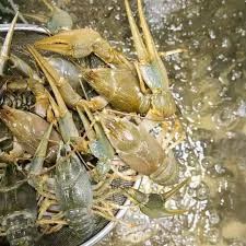 Продам раки живі та варені за домовленістю- фото № 1