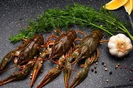 Продам живі раки- фото № 1