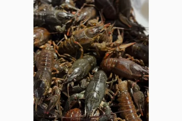 Раки живі та варені- фото № 1