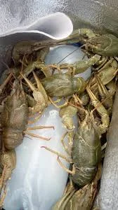 Продам раки живі та варені з доставкою- фото № 3