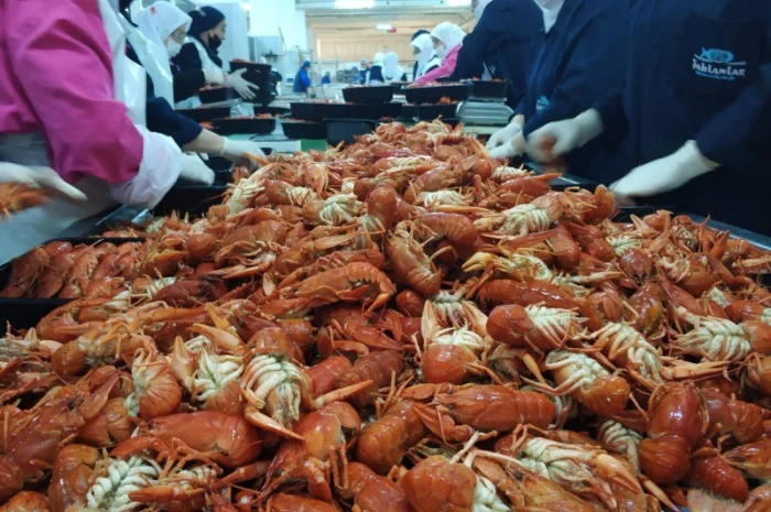 Замороженные вареные целые раки в рассоле с укропом- фото № 2