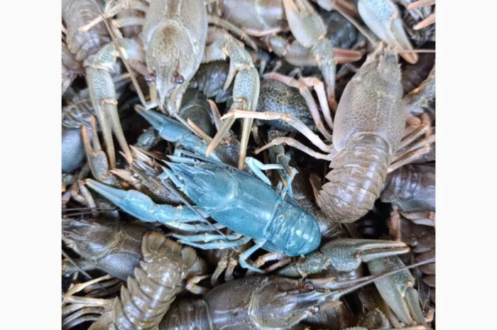 Купуємо раки- фото № 1