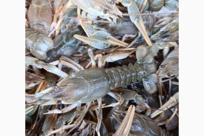 Купуємо раки- фото № 2