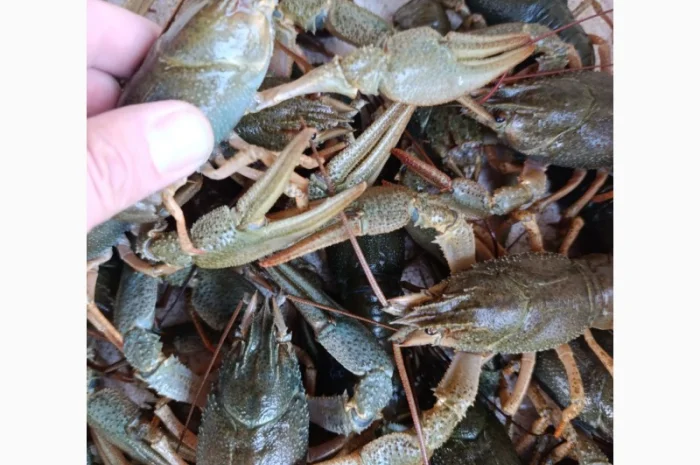 Купуємо раки на постійній основі- фото № 1