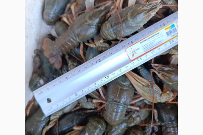 Продам раки- фото № 2