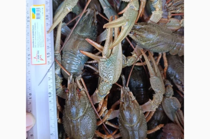 Продам раки- фото № 3