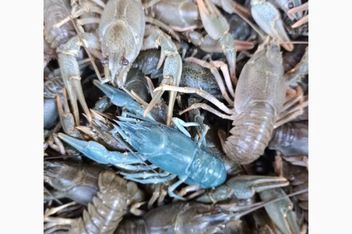 Продам раки- фото № 4