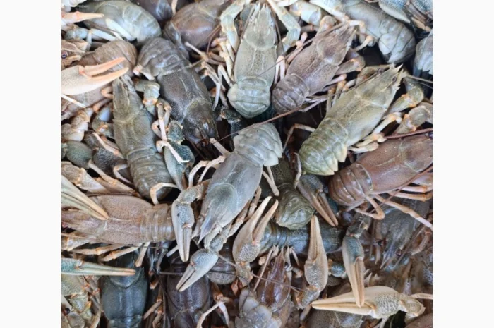 Куплю живые раки- фото № 1