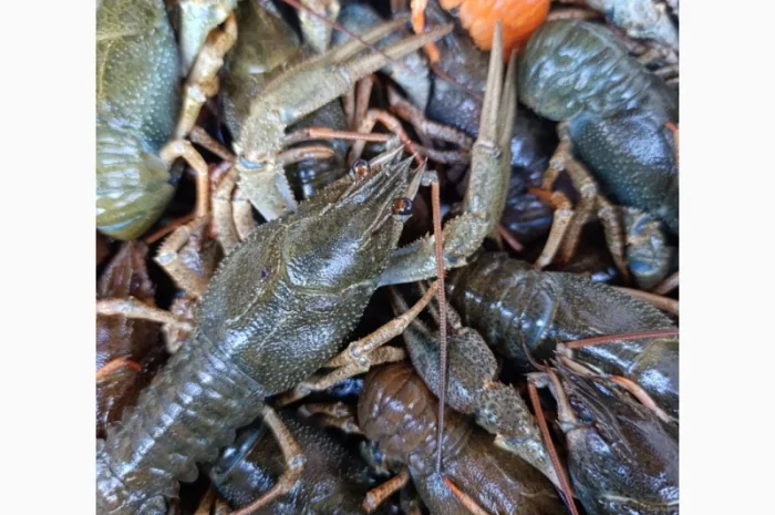 Куплю живые раки- фото № 3