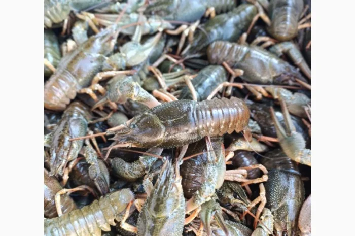 Купуємо раки живі- фото № 1