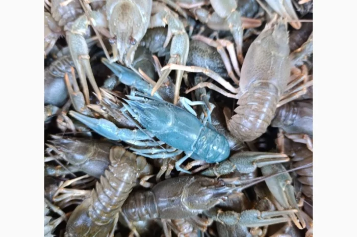 Куплю живі раки- фото № 1