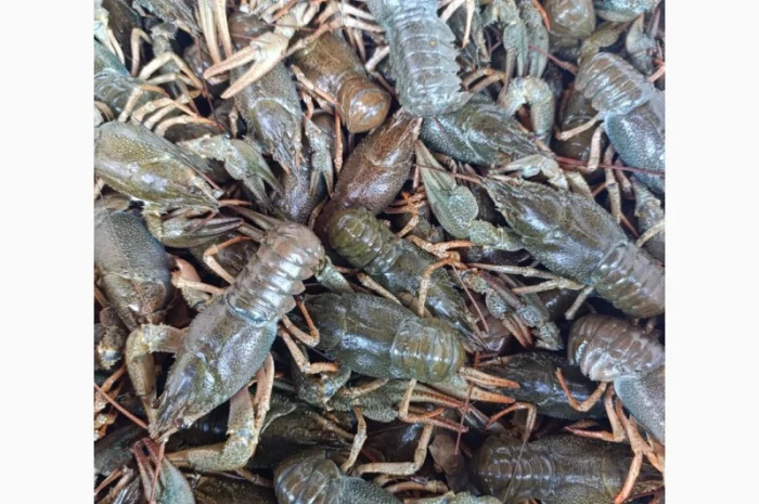 Куплю живі раки- фото № 2