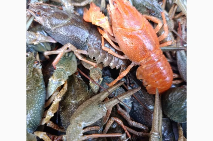 Куплю живі раки- фото № 3