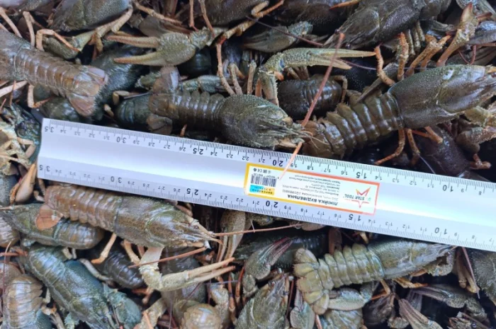 Куплю річкові раки- фото № 1