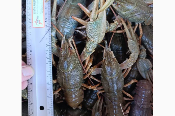 Куплю раки- фото № 1