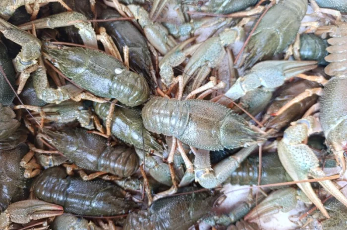 Куплю раки- фото № 3