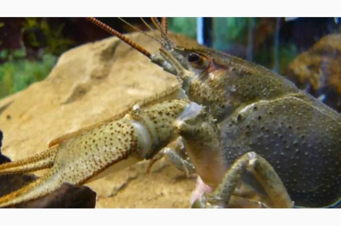 Куплю речного рака оптом- фото № 1