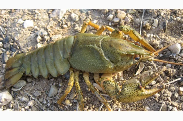 Покупаем живого рака- фото № 1