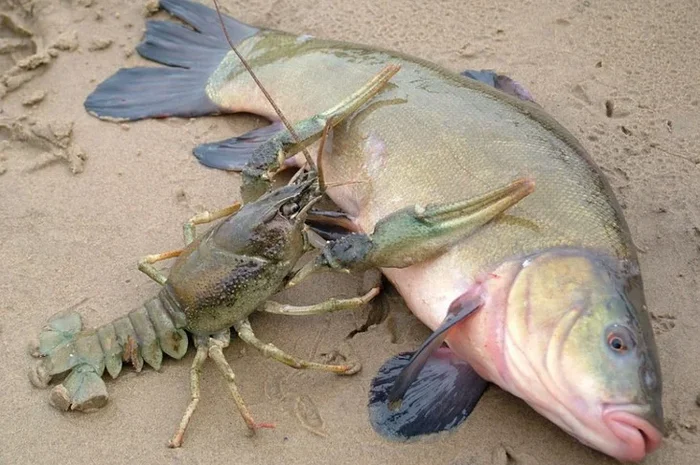 Приобрету раков любых размеров и объемов- фото № 1