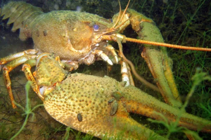 Закупаем речных раков- фото № 1