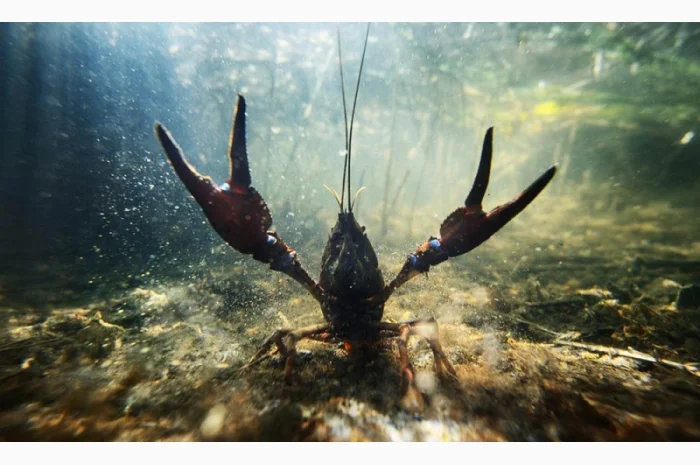 Приглашаем к сотрудничеству рыбаков и заготовителей раков- фото № 1