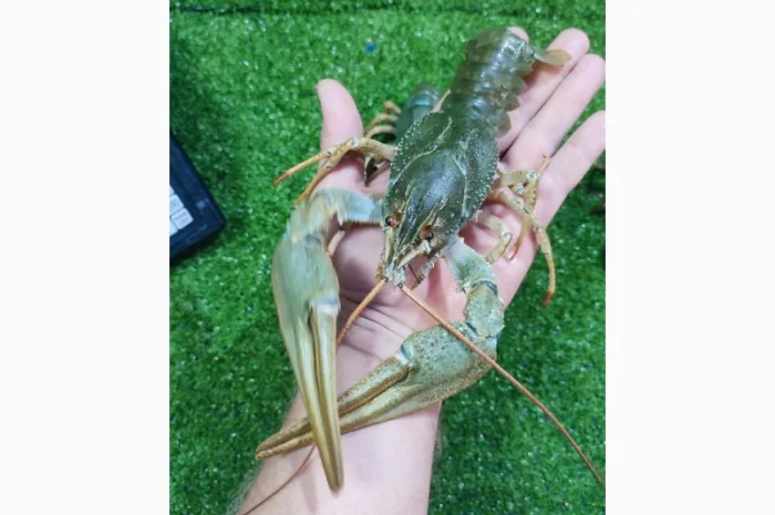 Раки живые и вареные- фото № 1