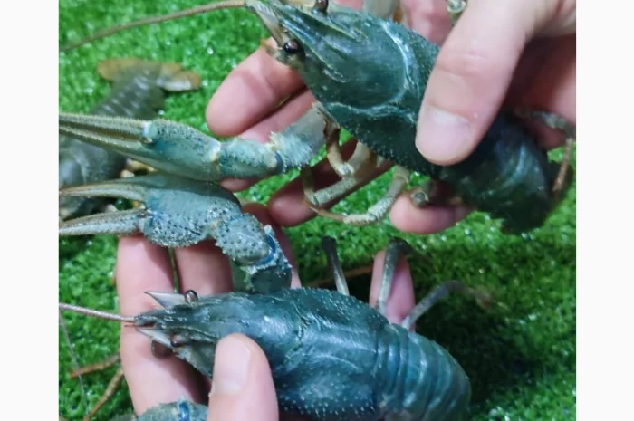 Раки живые и вареные- фото № 2