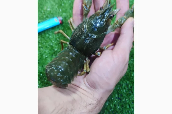 Раки живые и вареные- фото № 3